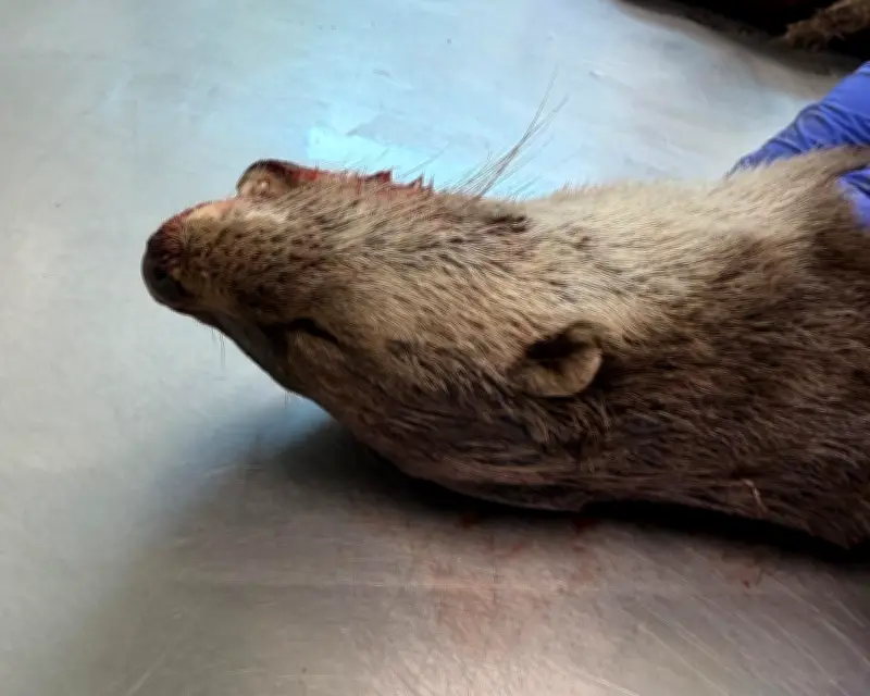Inside an Otter Postmortem: Grisly Beauty Revealed