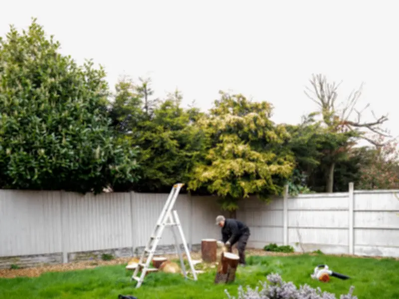 Insurance Expert: Who Pays When Neighbour's Tree Damages Your Home?