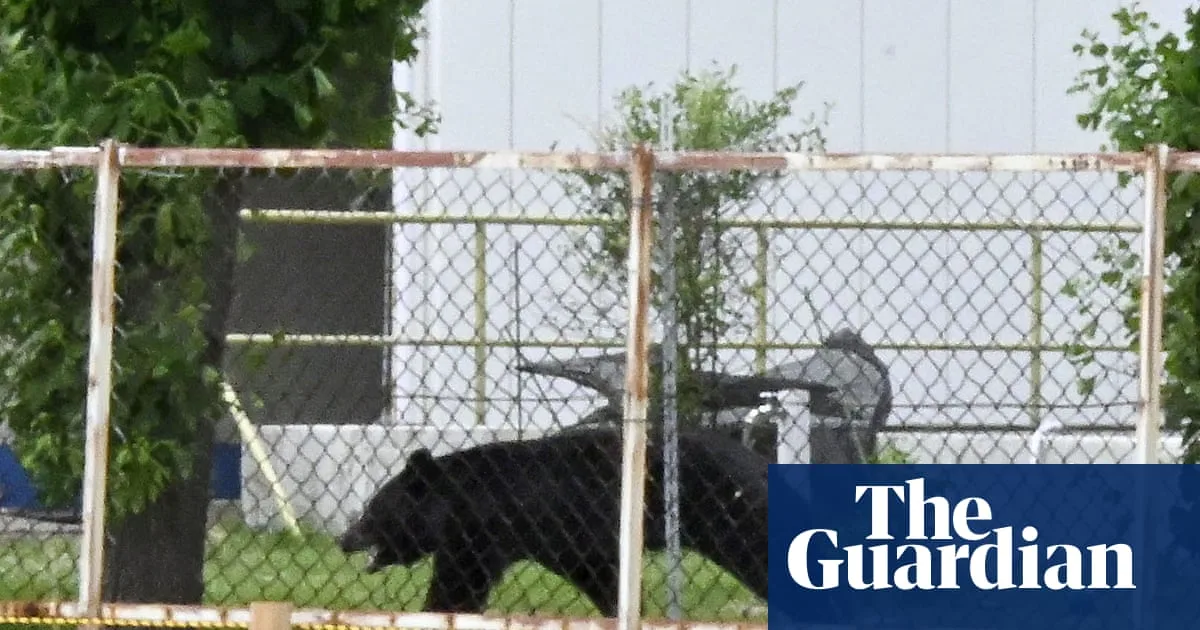'Extremely Intelligent' Bear Eludes Capture After Attacks in Japan