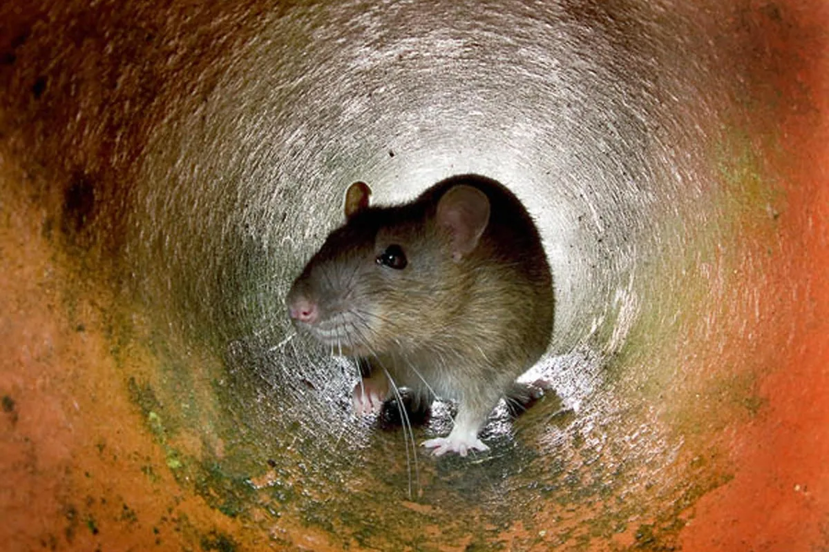 IRS staff sit on desks amid severe rat infestation in Georgia office