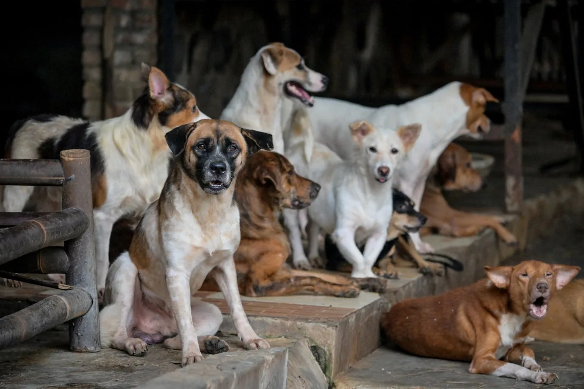Jakarta Bans Dog and Cat Meat Trade in Landmark Animal Welfare Move