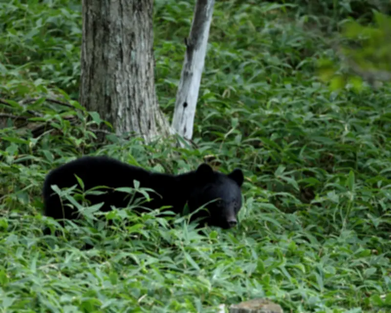 Japanese City Shuts Schools After Rare Bear Sighting Near Tokyo