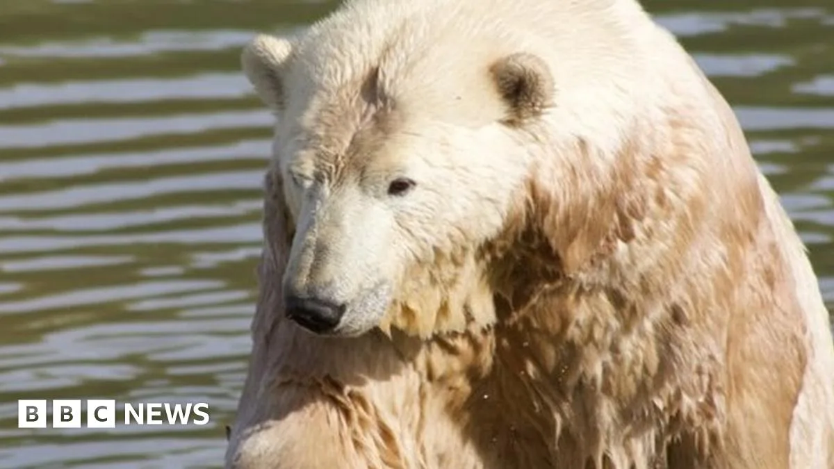 Polar Bear Rescued from Sweden Finds New Home at Jimmy Doherty's Suffolk Zoo