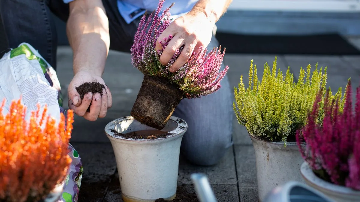 Joe Swift's Three Simple Steps for Perfect Container Shrubs