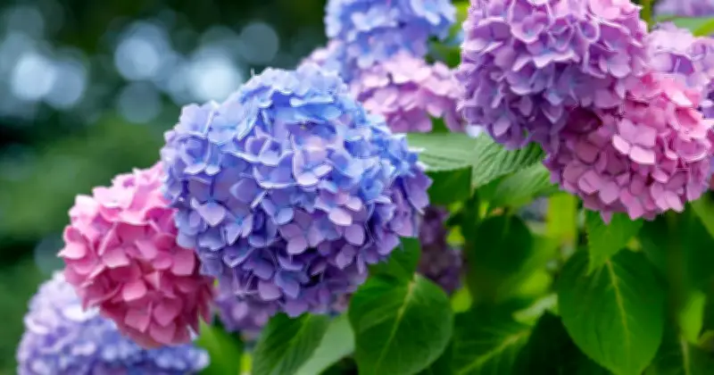 June Hydrangea Care: One Simple Task for Summer Blooms