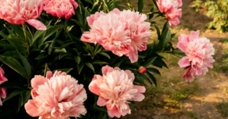 June Peony Care: Watering Tips for More Beautiful Summer Blooms