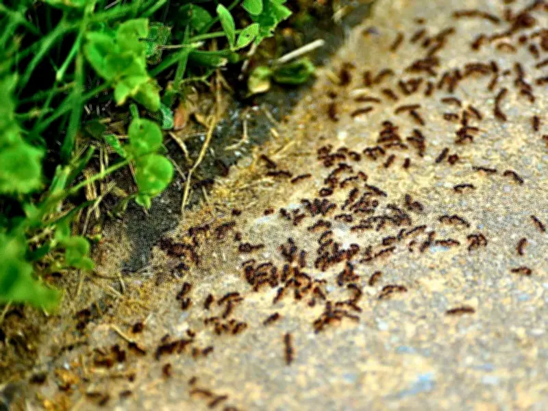 Keep Ants Away from Summer Picnics with Baking Soda Trick