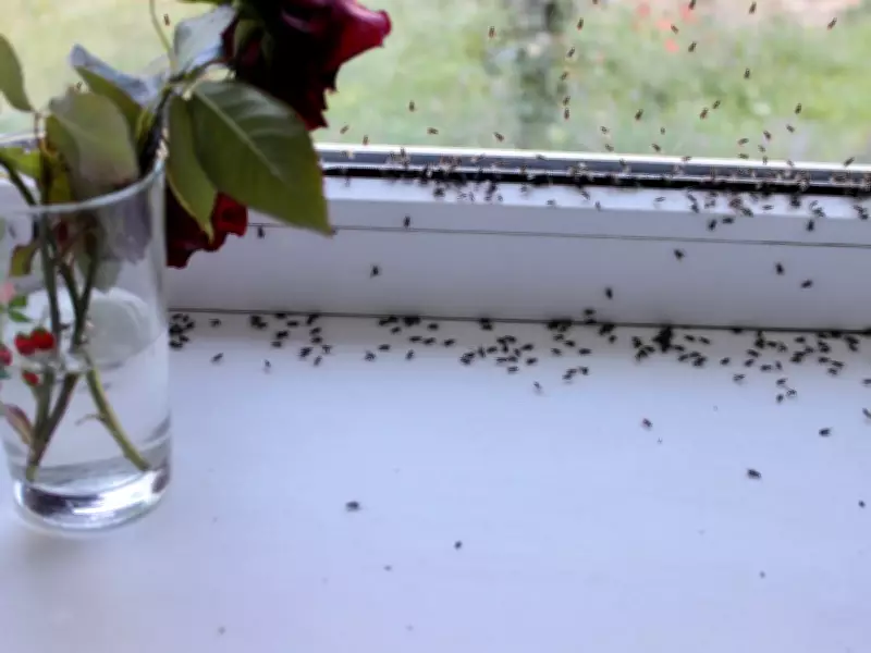 Keep Ants Away Naturally: Cinnamon Is Your Kitchen's Best Defense