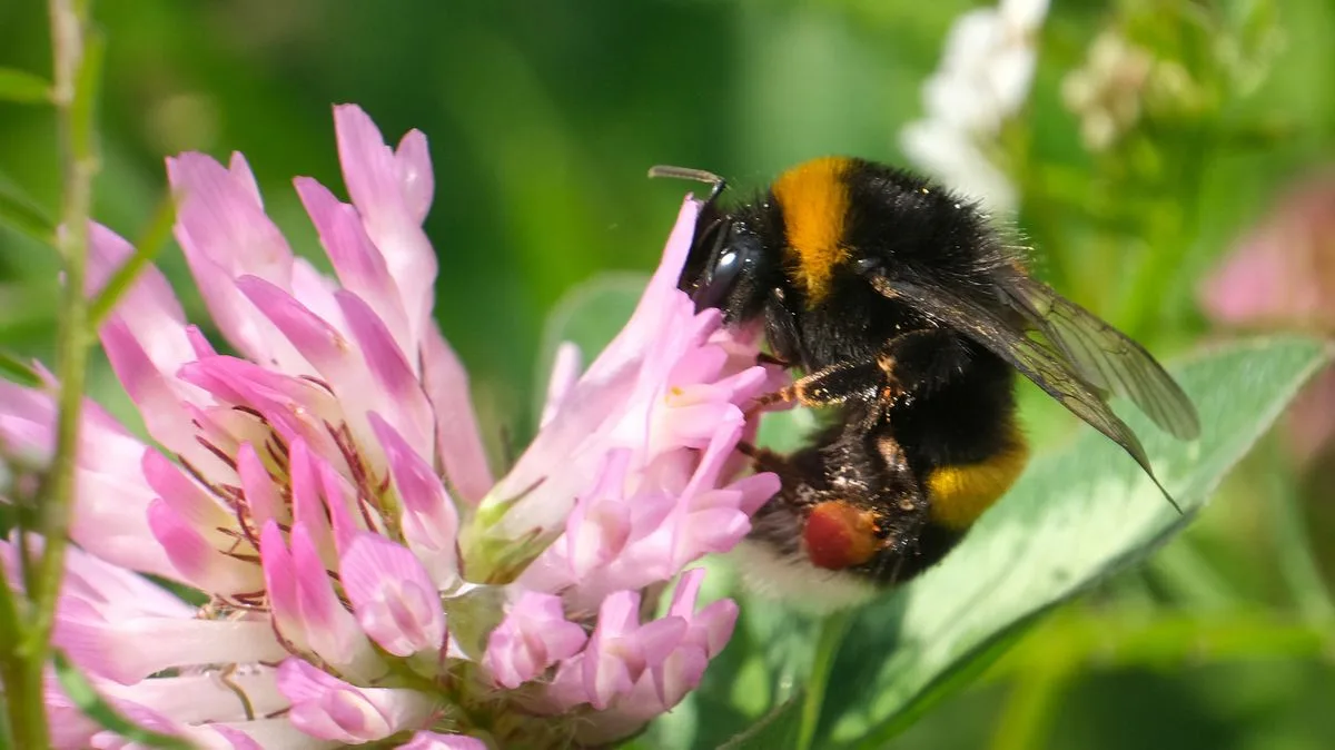 Keep Bees and Ants Away with 85p Cinnamon Hack