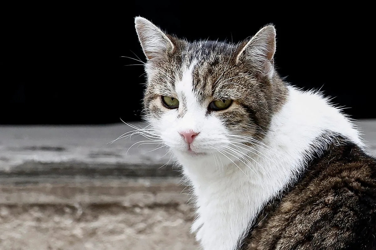 Keep Cats Indoors for Longer Life, Study Finds