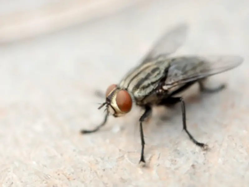 Keep Flies Away During 40C Heatwave with Lemon and Cloves