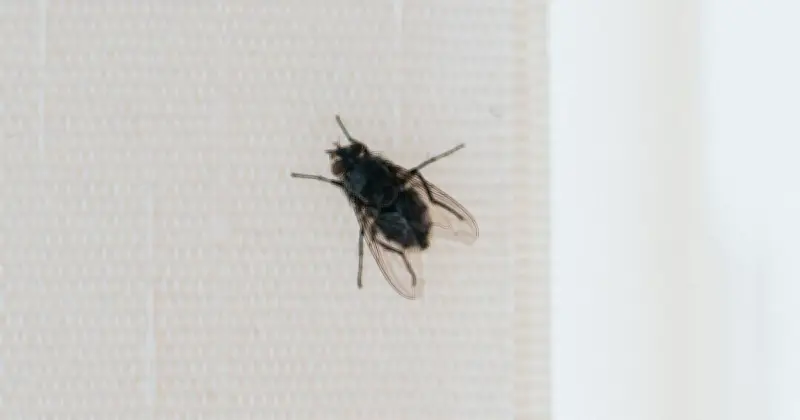 Keep Flies Away From Your Home With Lemon and Cloves Hack