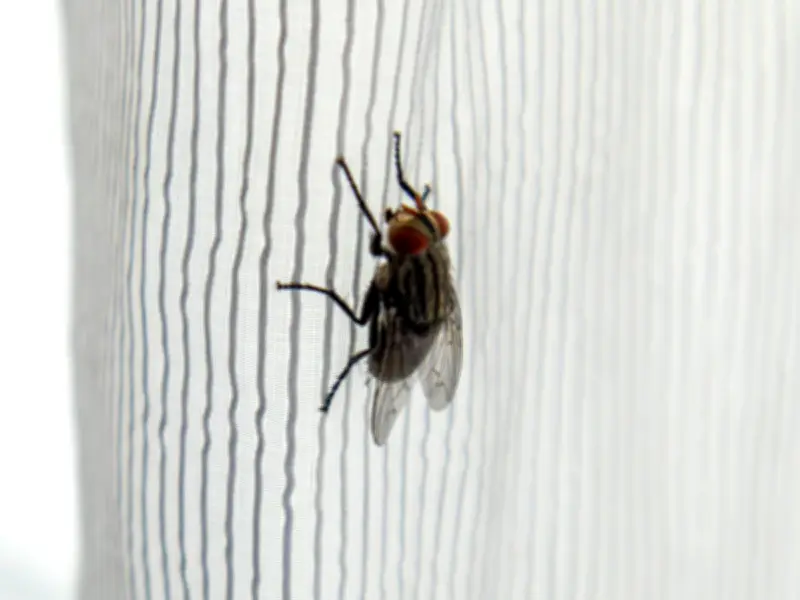 Keep Flies Away with Lemon and Cloves: Natural Home Remedy