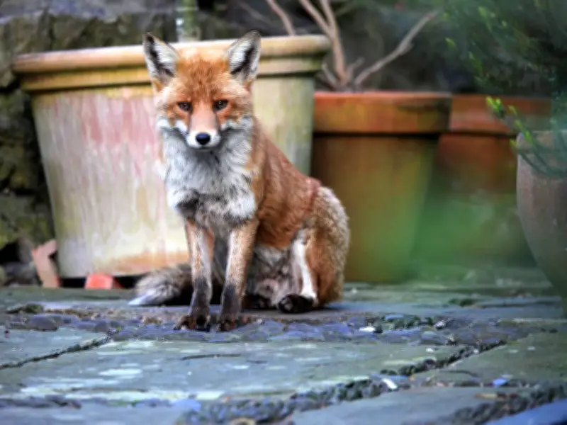 Keep Foxes Out of Your Garden with a 65p Supermarket Spice