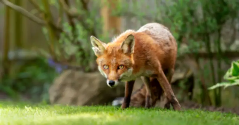 Keep Foxes Out of Your Garden with This Common Kitchen Spice