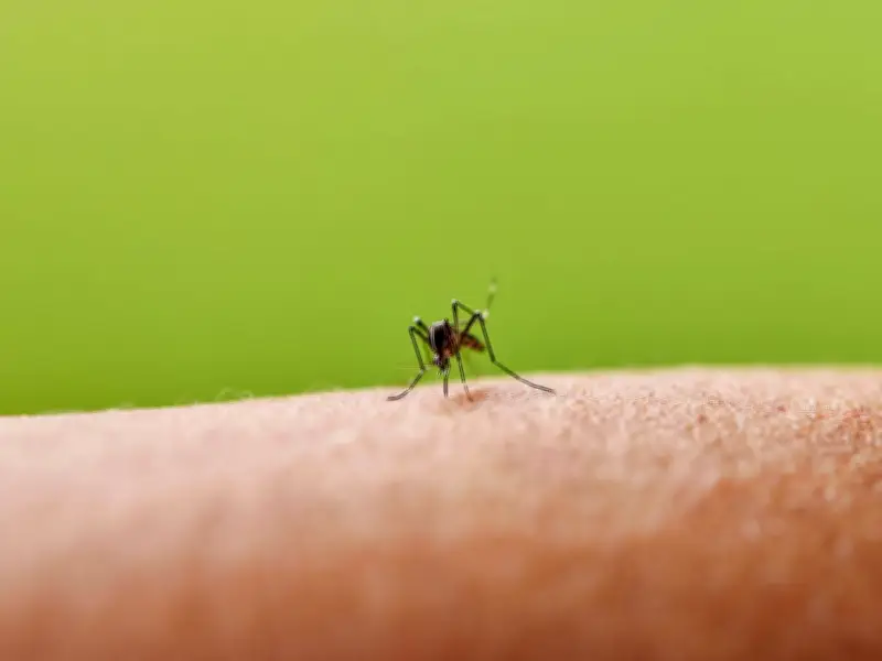 Keep Mosquitoes and Midges Away with One Scent They 'Naturally Avoid'