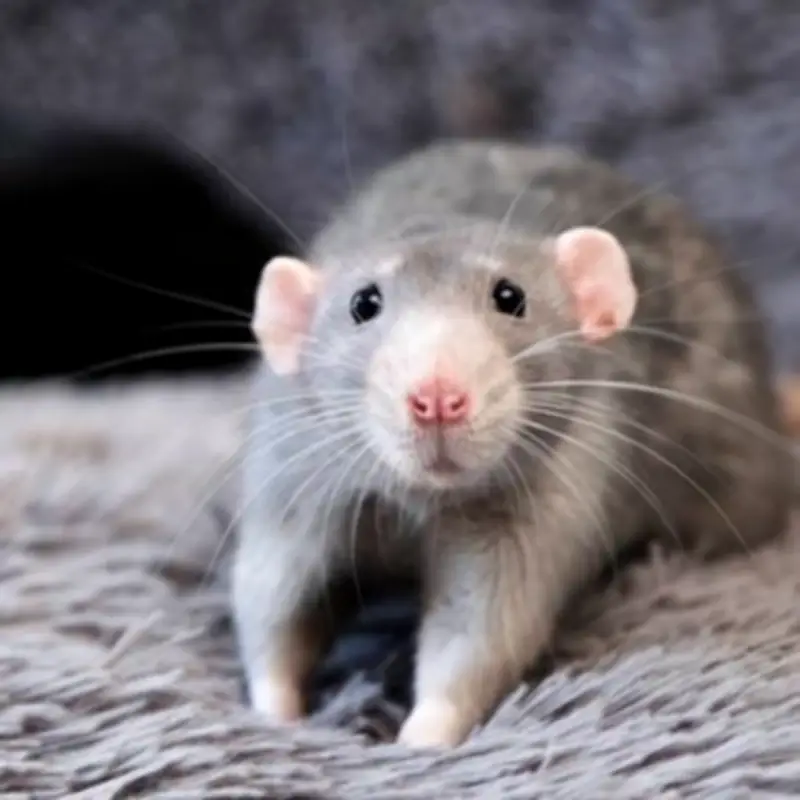 Keep Rats Away for Good with £1 Kitchen Staple Natural Repellent