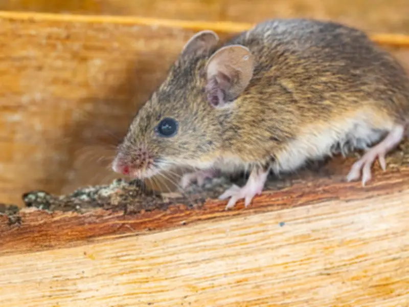 Keep Rats Out of Your Home All Summer with £1 Kitchen Staple