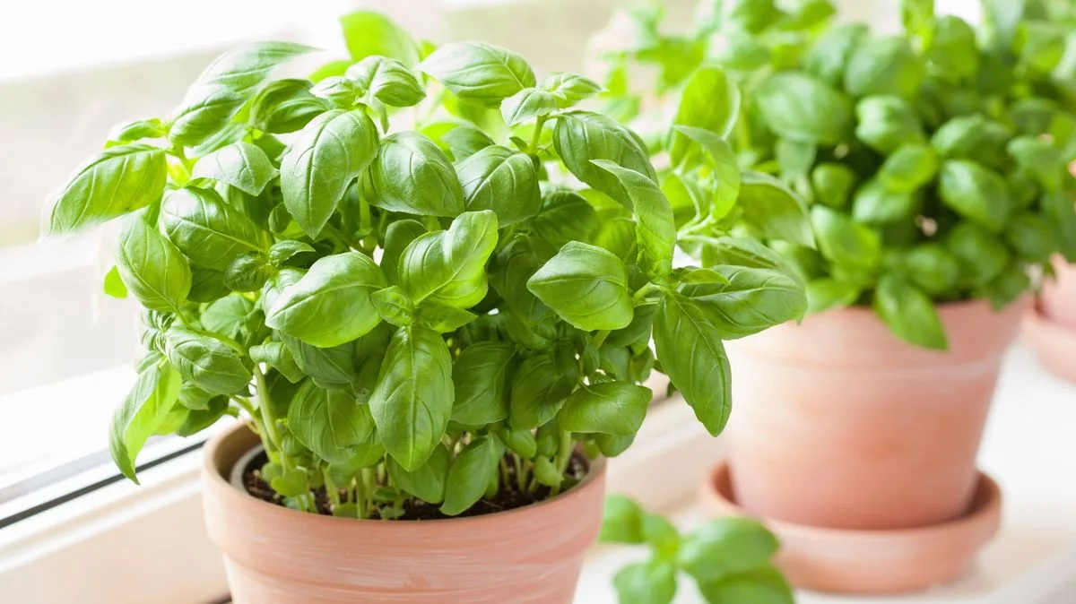Keep Supermarket Basil Green and Long-Lasting with One Simple Watering Change