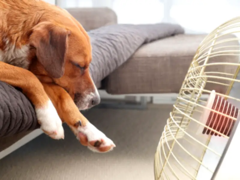 Keep Your Dog Safe in 40C Heat Dome with Simple Five-Second Test