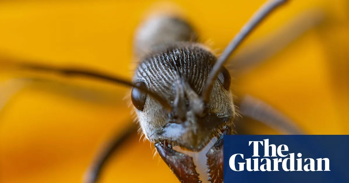 Two Belgian Teens Plead Guilty in Kenya Ant Smuggling Case