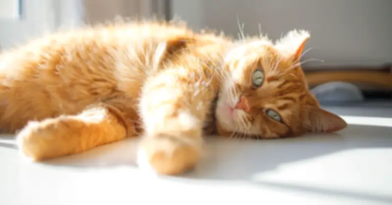 Key Signs of Heatstroke in Cats: Vet Warns of Life-Threatening Danger
