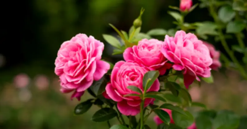 Key Step Gardeners Miss When Deadheading Roses for More Blooms
