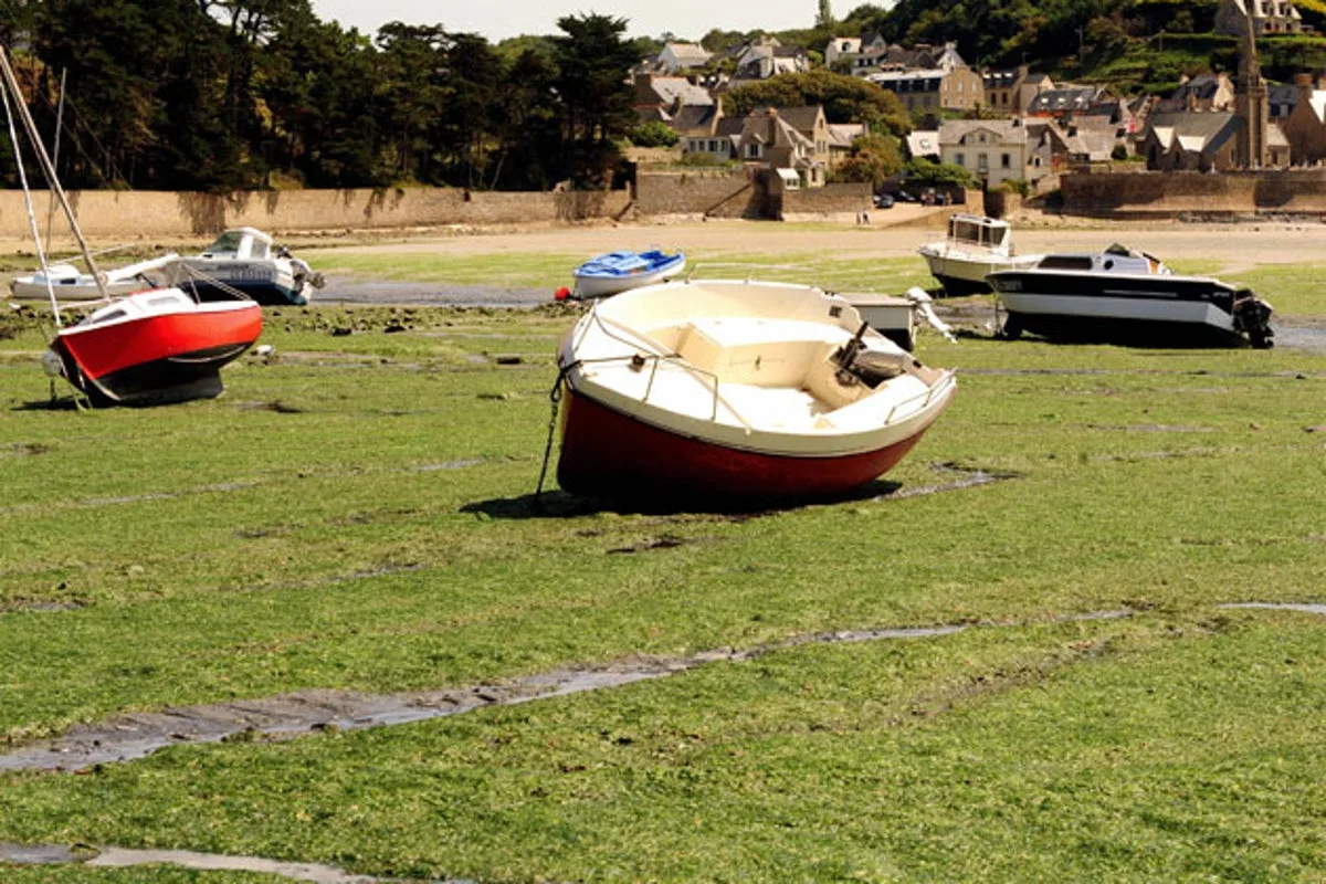 Killer Seaweed Spreads Along French Coast, Prompting Beach Closures