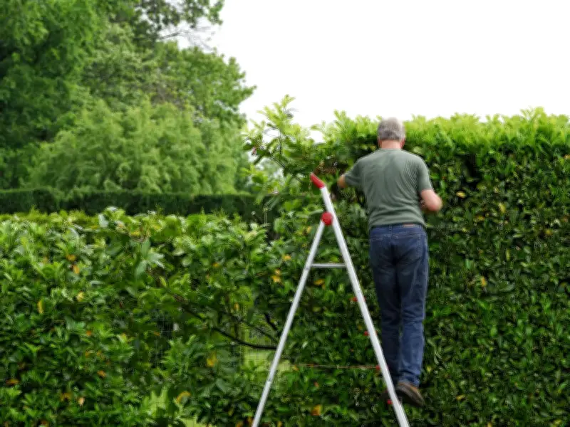 Know Your Rights: Neighbour's Hedge Blocking Light in Garden