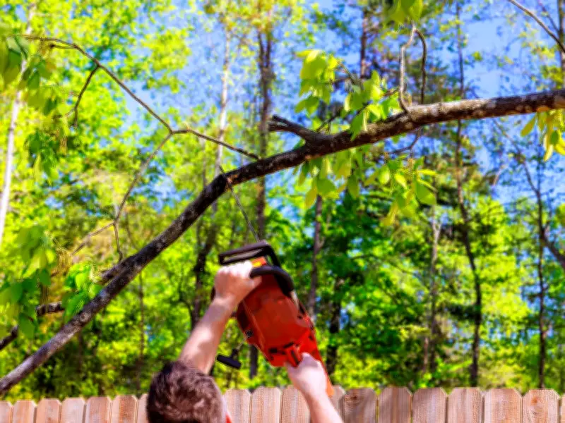 Know Your Rights: Neighbour's Tree Overhanging Your Garden