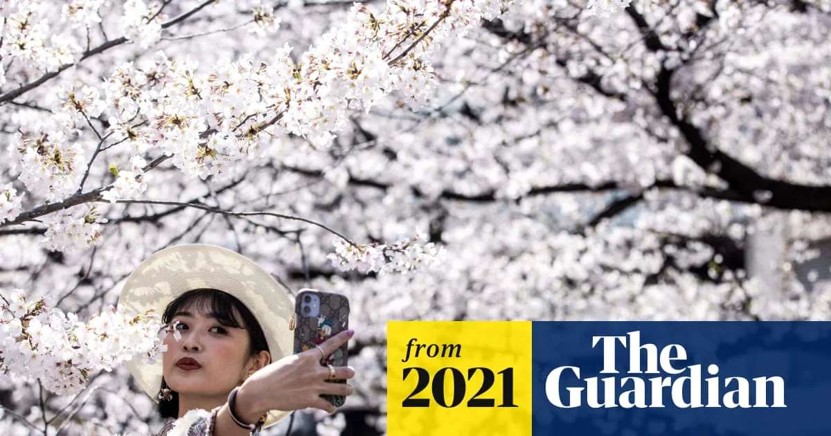 Kyoto's Cherry Blossoms Reach Earliest Peak on Record Amid Climate Crisis