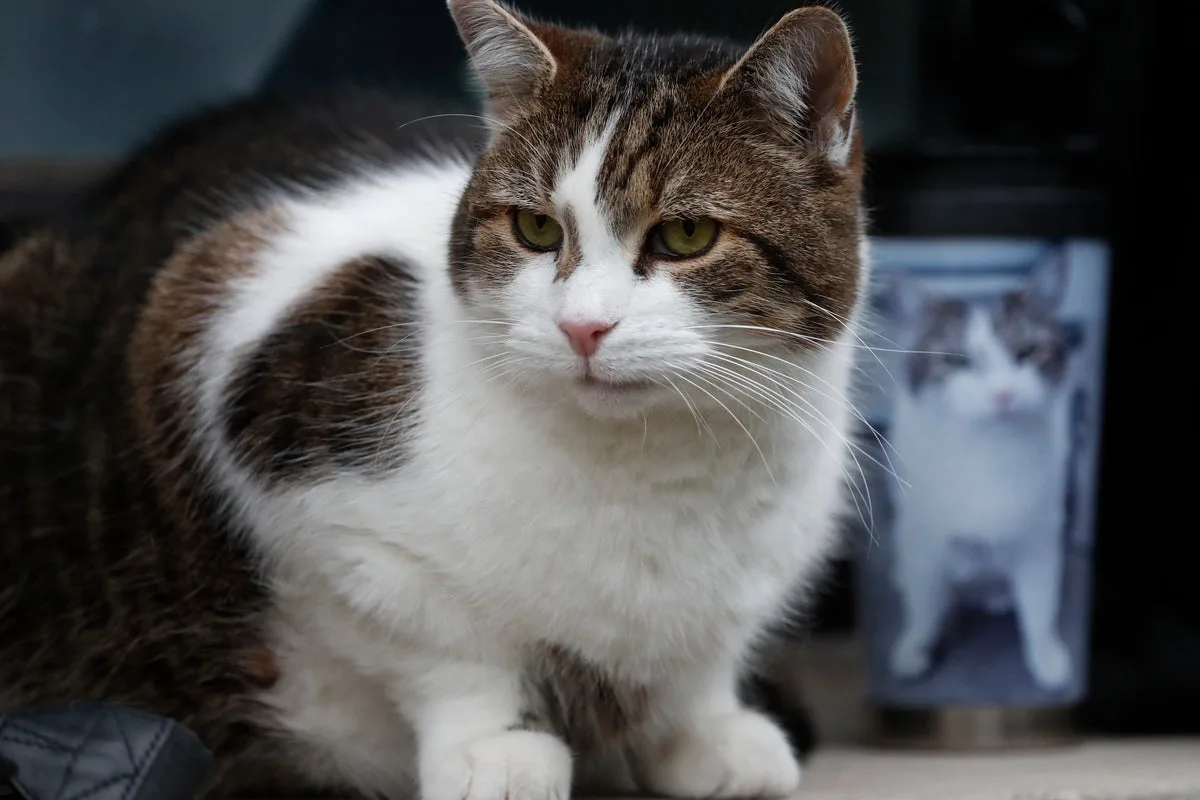 Larry the Cat Marks 15 Years at Downing Street