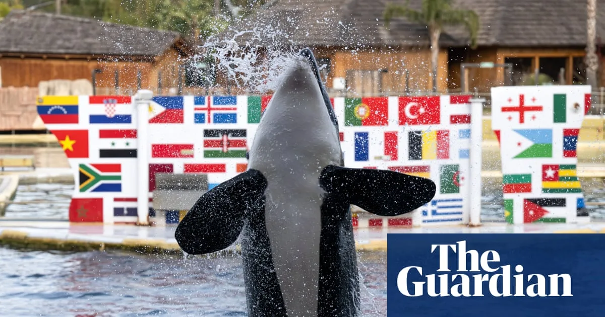 Last Two Captive Orcas in France Face Uncertain Future After Marine Park Closes