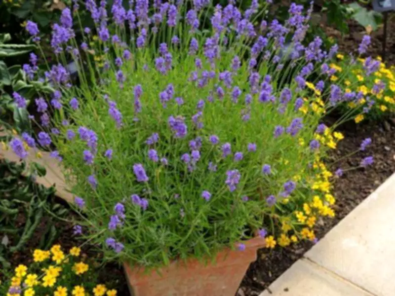 Lavender plants thrive with one key weekly watering task