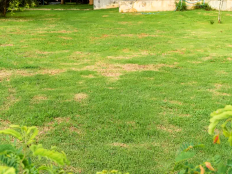 Lawn Expert Shares Tips for El Niño 2026 Garden Protection