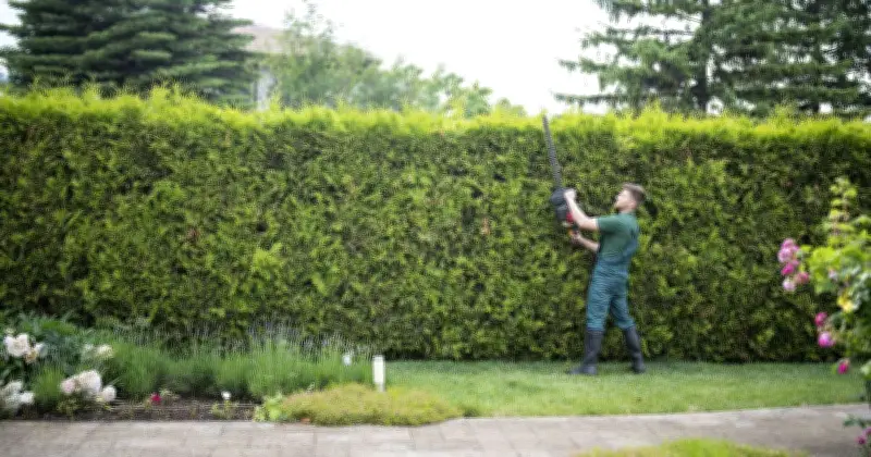 Lawyer explains rights if neighbour's hedge blocks garden light in heatwave