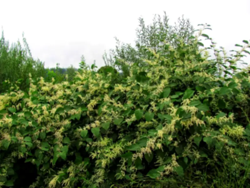 Lawyer: Steps to Take If Neighbor Won't Remove Japanese Knotweed