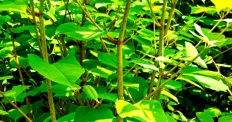Lawyer's Guide: Neighbor's Japanese Knotweed in Your Garden