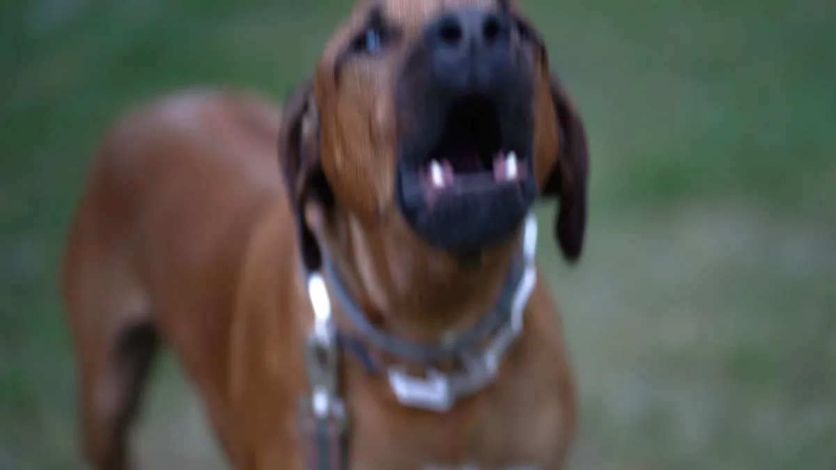 What the Law Says When a Neighbour's Dog Barks All Day and Night