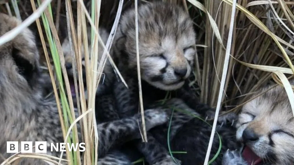Three Cheetah Cubs Die in India National Park Amid Reintroduction Setback