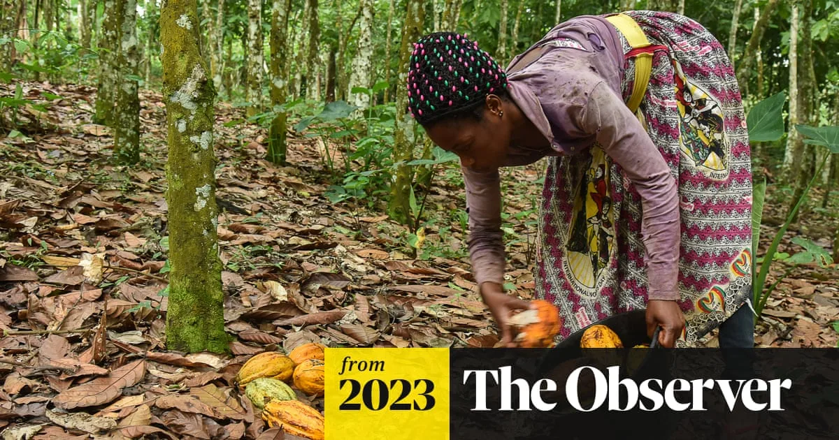 Mars, Cadbury and Nestlé Among Chocolate Brands Criticised for Cocoa Sourcing
