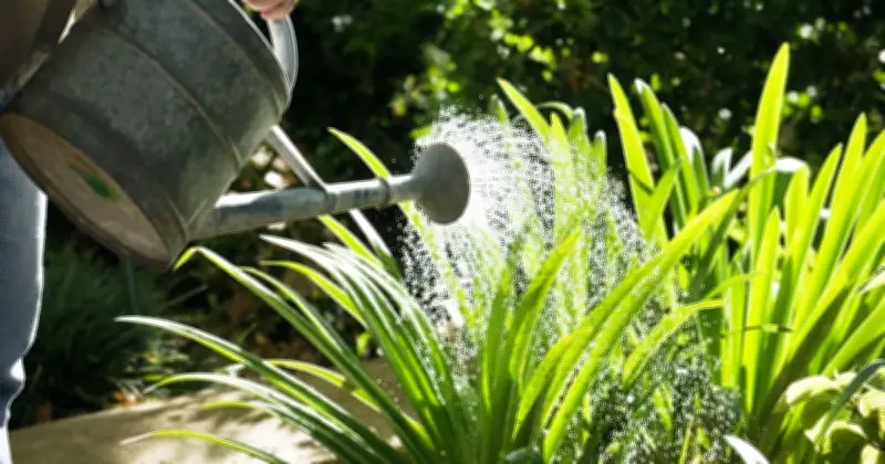 Little-Known Watering Mistake That Kills Your Plants Revealed by Gardener