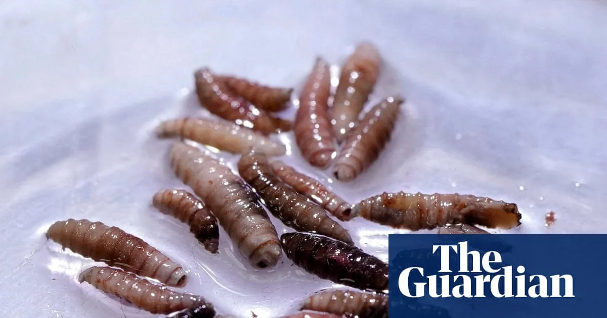 Flesh-Eating Parasite Found in Texas Calf for First Time in 60 Years