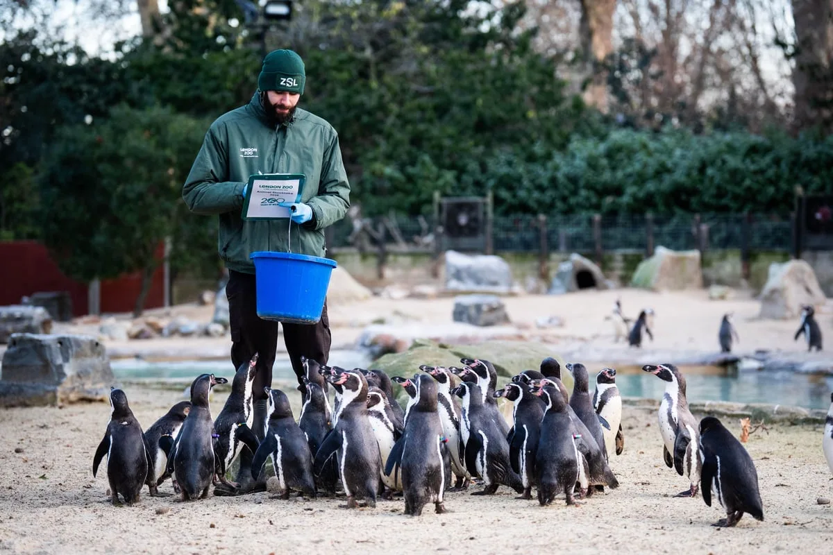 London Zoo Staff Brave -5C for Bicentenary Animal Stocktake