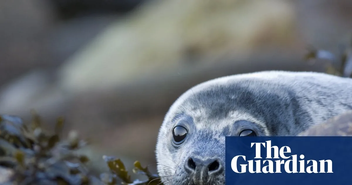 Lone Grey Seal Pup Faces Survival Challenge in Cornwall