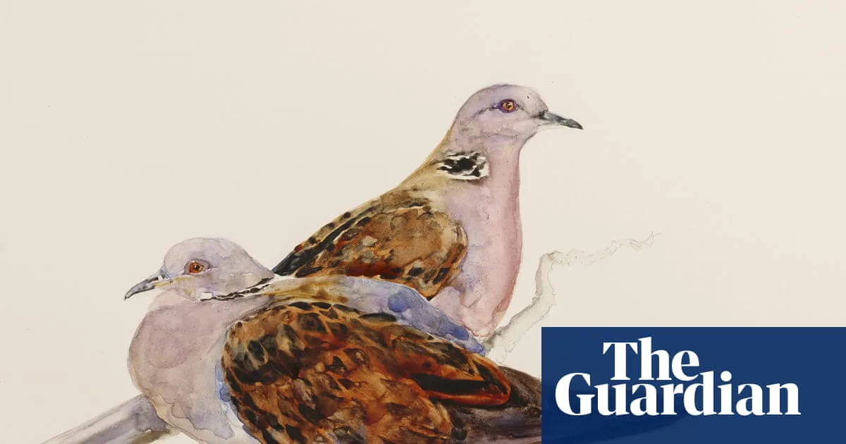 Lost Words Creators Reunite for New Book on Britain's Endangered Birds
