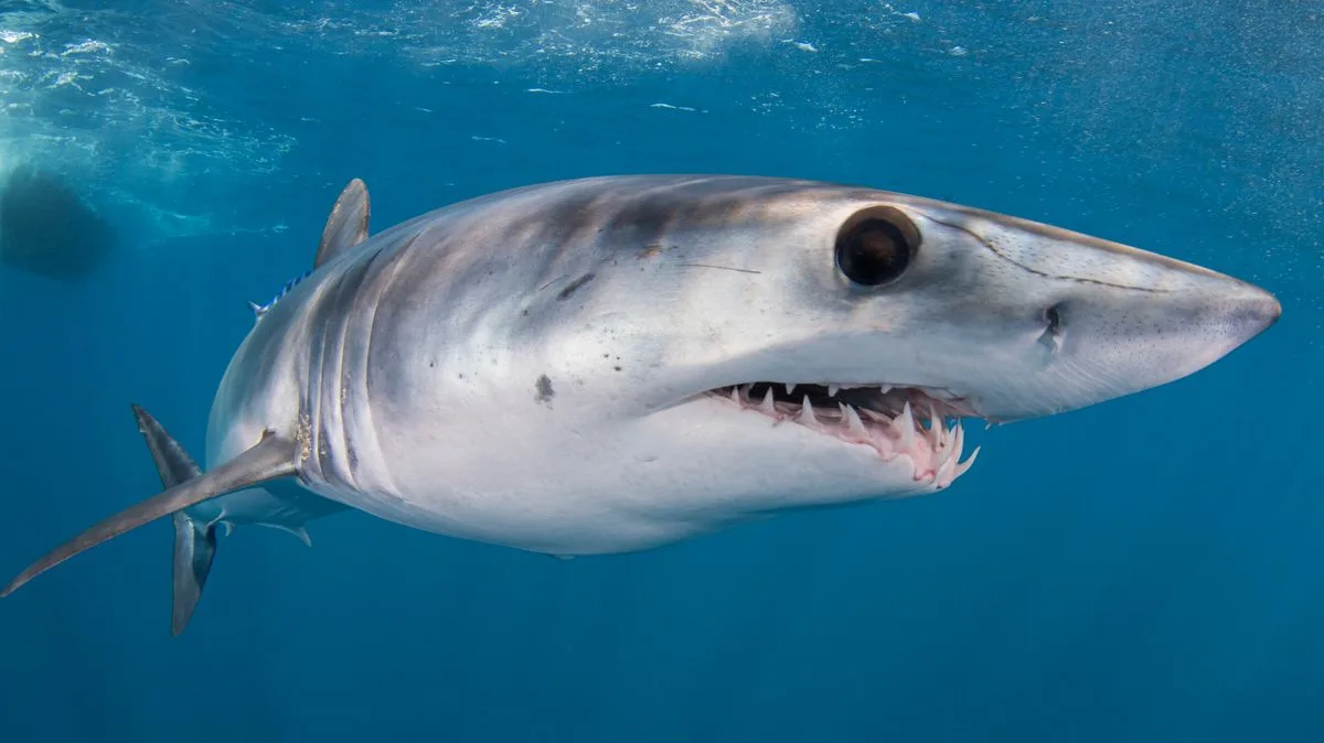 Mako Shark Spotted in Majorca During Sailing Regatta