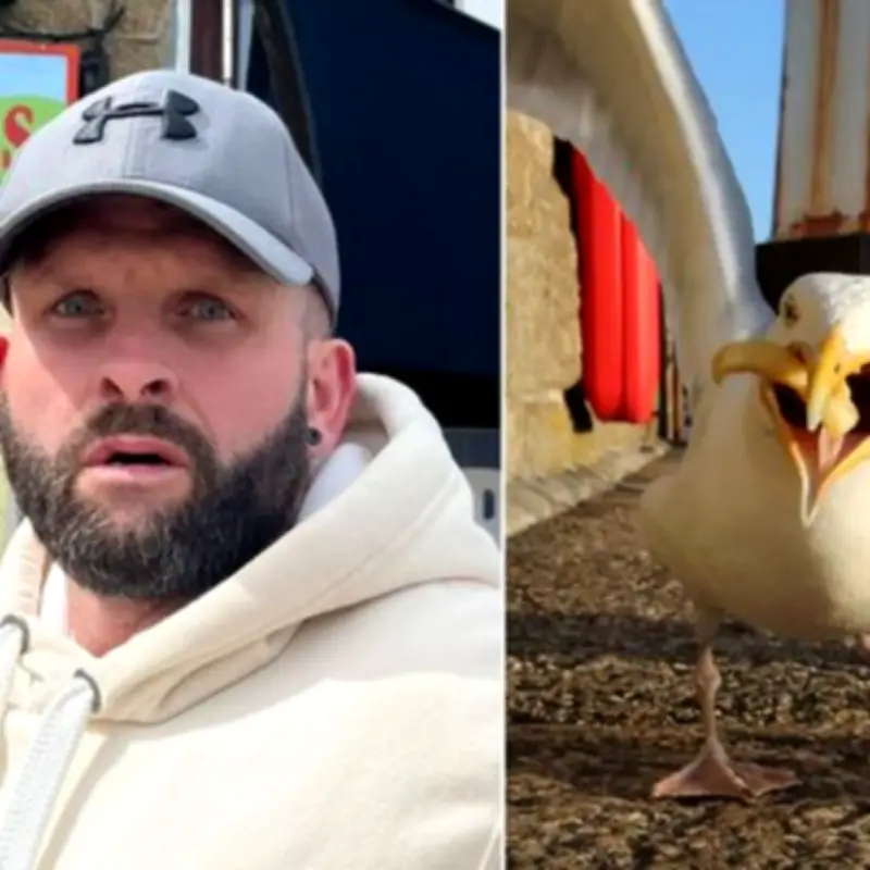 Man Allegedly Punches Seagull to Death After It Stole His Cornish Pasty