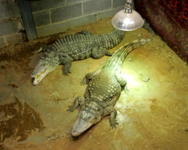 Man Arrested After Boy Injured in Crocodile Enclosure at Cambridgeshire Zoo