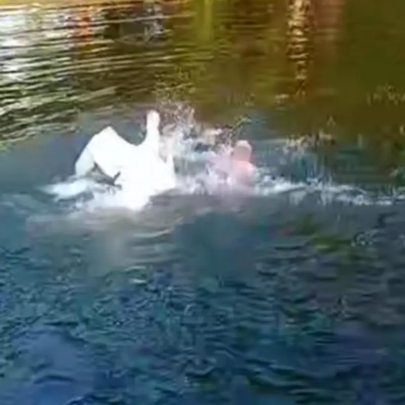 Man Attacked by Protective Swan After Ignoring Warning in Dorset River